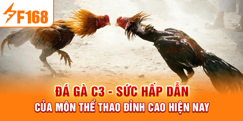 Đá Gà C3 - Sức Hấp Dẫn Của Môn Thể Thao Đỉnh Cao Hiện Nay