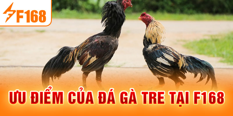 Ưu điểm của đá gà tre tại F168